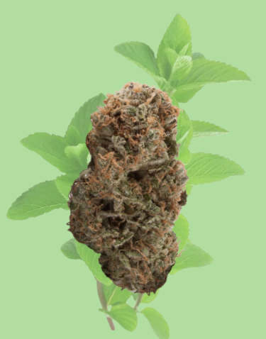 Yerba Buena (h) Smalls 3.5G