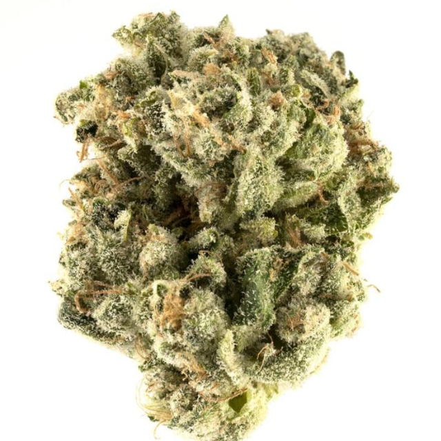 Animal Face (i) 3.5G